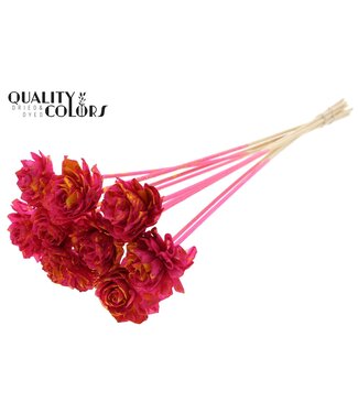 QC Shola Dhaliya 6cm on stem Splashed Cerise/Yellow ( x 50 )