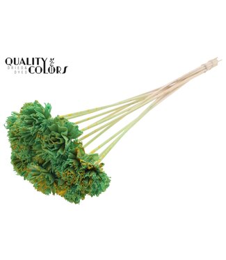 QC Shola Karnish Flower 6cm on stem Splashed Mint/Yellow ( x 50 )
