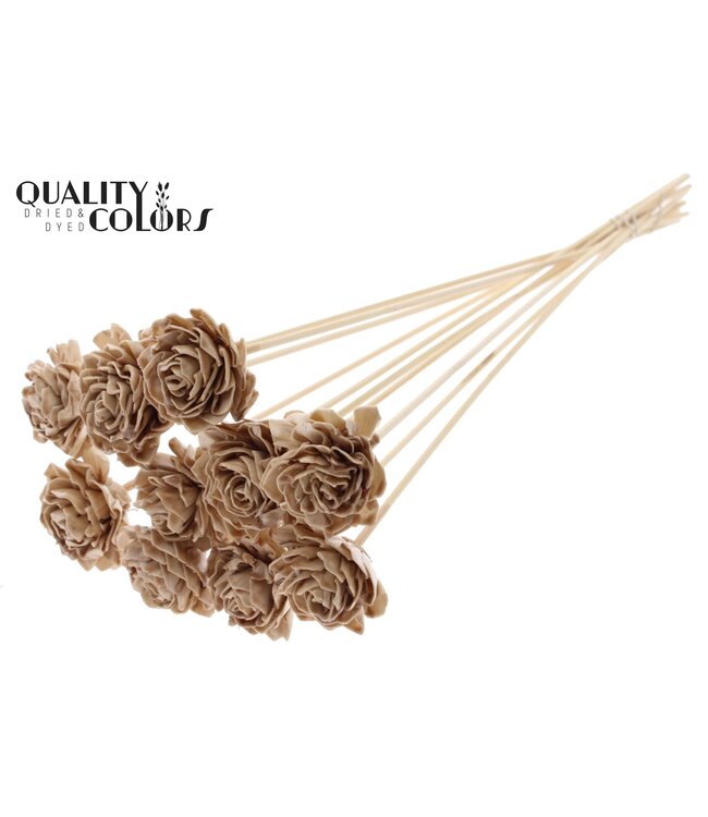 Shola Dhaliya 6cm on stem Wax Beige ( x 50 )