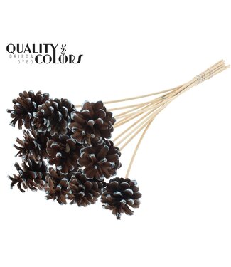 QC Pine cone 5-7cm on stem Metallic Blue Tipped | Per 50 stuks