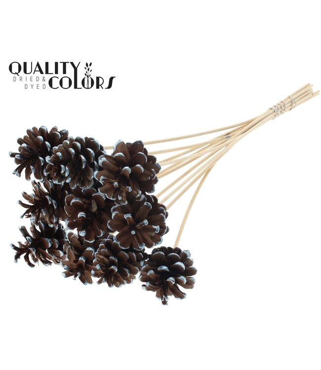 Pine cone 5-7cm on stem Metallic Blue Tipped ( x 50 )