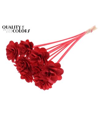 QC Beetal Rose 6cm on stem Red | Per 50 stuks