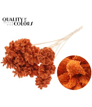 QC Pine cone 5-7cm on stem Sawdust Orange | Per 50 stuks