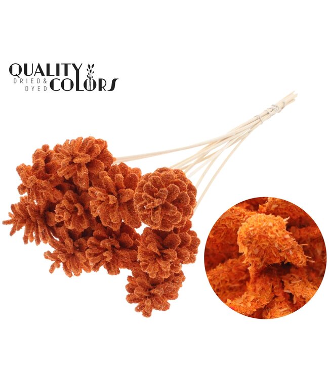 Pine cone 5-7cm on stem Sawdust Orange ( x 50 )