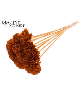 QC Shola Karnish Flower 6cm on stem Terracotta | Per 50 stuks