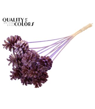 QC Pine cone 5-7cm on stem Intense Milka ( x 50 )