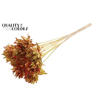 QC Shola Slice Pine 6cm on stem Splashed Yellow/Red ( x 50 )