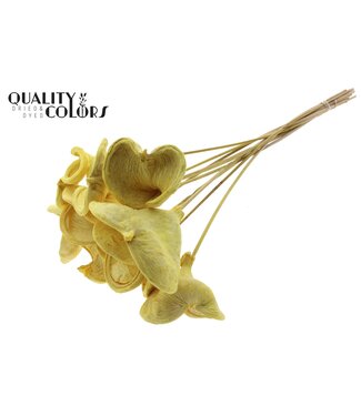 QC Badam on stem Intense Yellow ( x 50 )