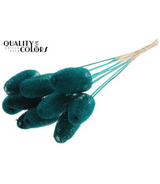 QC Luffa Mini on stem Turquoise ( x 50 )