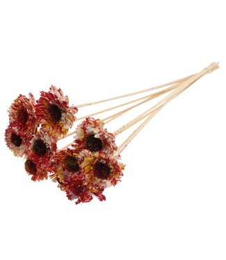 QC Shola Daisy Sunflower 6cm on stem Multicolour Red/Yellow | Per 50 stuks