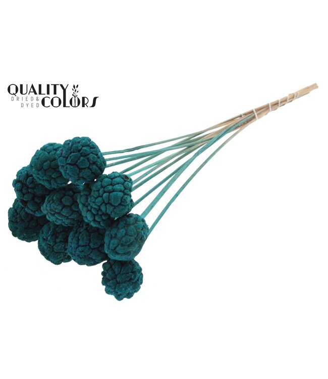 Atta Fruit on stem Turquoise ( x 50 )