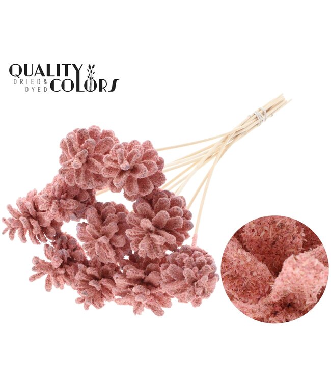 Pine cone 5-7cm on stem Sawdust Light Pink ( x 50 )