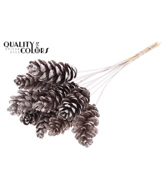 QC Strobus 10-15cm on stem Champagne | Per 50 stuks