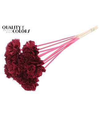 QC Shola Karnish Flower 6cm on stem Burgundy | Per 50 stuks