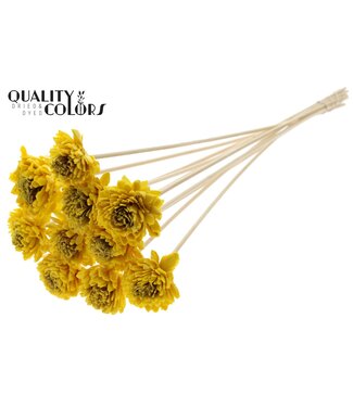 QC Shola Zinia 6cm on stem Wax Yellow | Per 50 stuks