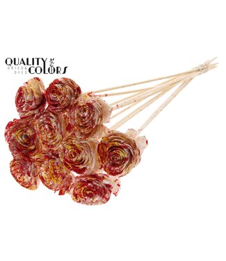 QC Shola Beauty Rose 6cm on stem Multicolour Red | Per 50 stuks
