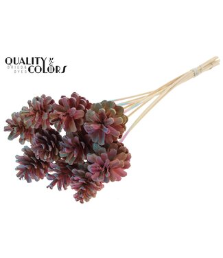 QC Pine Cone 5-7cm on stem Gradient Pink | Per 50 stuks