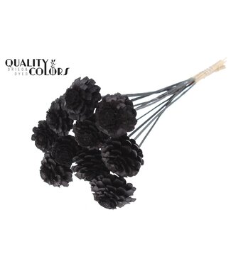 QC Pine Cone Cut 5-7cm on stem Black | Per 50 stuks