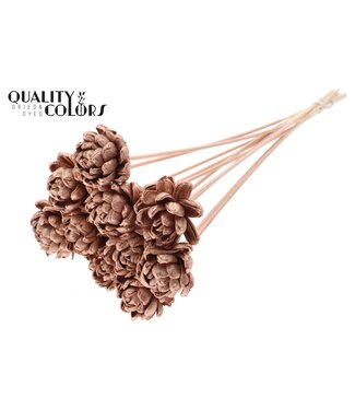QC Shola New Beauty Rose 6cm on stem Copper ( x 50 )