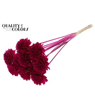 QC Shola Zinia 6cm on stem Lilac | Per 50 stuks