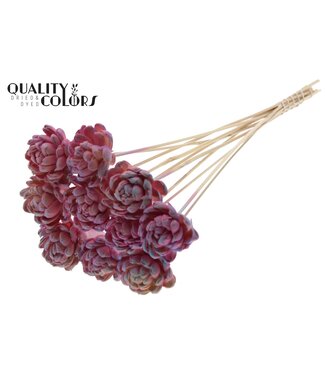 QC Shola New Beauty Rose 6cm on stem Gradient Pink | Per 50 stuks