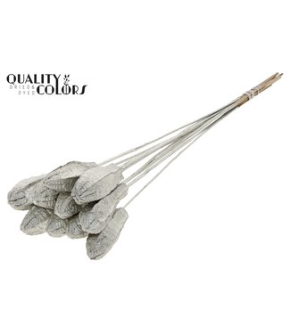 QC Mehogani on stem Platina | Per 50 stuks