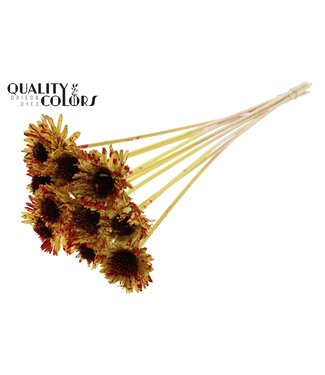 QC Shola Daisy Sunflower 6cm on stem Splashed Yellow/Red ( x 50 )