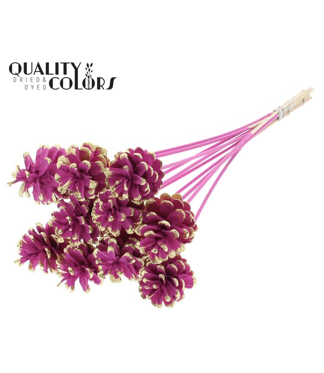 Pine cone 5-7cm on stem Cerise + Gold Tipped ( x 50 )