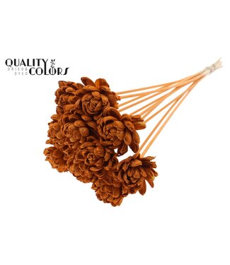 QC Shola New Beauty Rose 6cm on stem Terracotta ( x 50 )