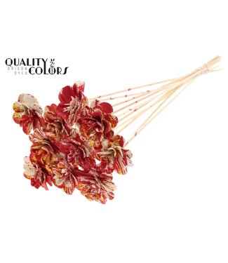 QC Beetal Rose 6cm on stem Multicolour Red/Yellow | Per 50 stuks