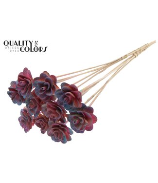 QC Beetal Rose 6cm on stem Gradient Pink | Per 50 stuks