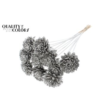 QC Shola Zinia 6cm on stem Platina ( x 50 )