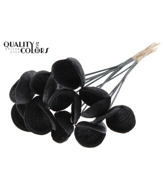 QC Badam on stem Black ( x 50 )