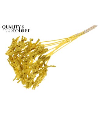 QC Coco Rose Posy on stem Covered Yellow | Per 50 stuks