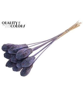 QC Mehogani on stem Frosted Milka | Per 50 stuks