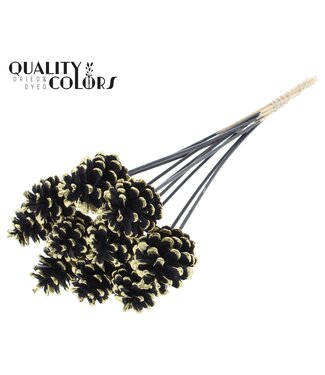 QC Pine cone 5-7cm on stem Black + Gold Tipped | Per 50 stuks