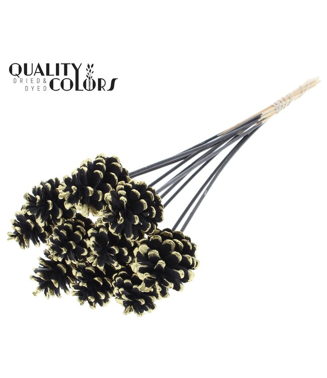 Pine cone 5-7cm on stem Black + Gold Tipped ( x 50 )