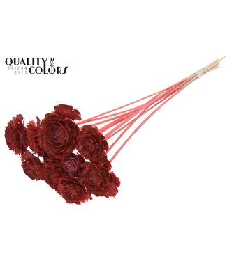 QC Cedar Rose on stem Coral | Per 50 stuks
