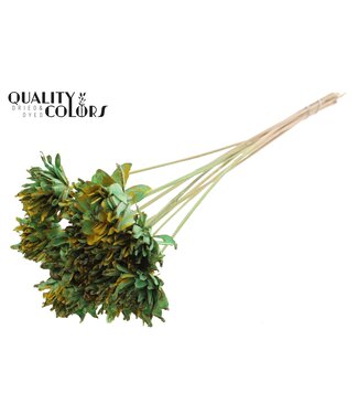 QC Shola Slice Pine 6cm on stem Splashed Mint/Yellow ( x 50 )