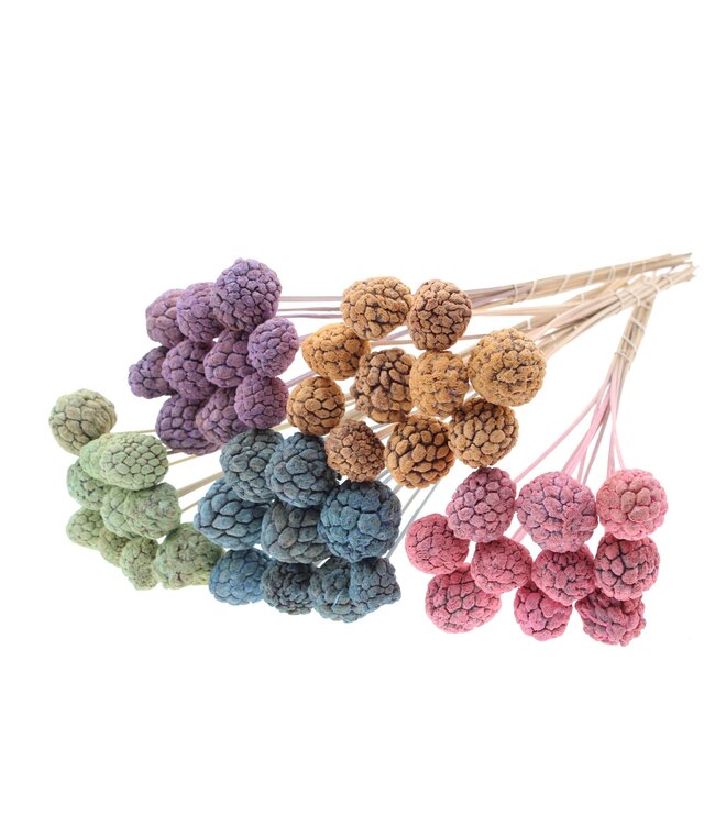 Atta Fruit on stem Mixed Colours Frosted ( x 50 )