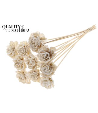 QC Shola Dhaliya 6cm on stem Wax White | Per 50 stuks