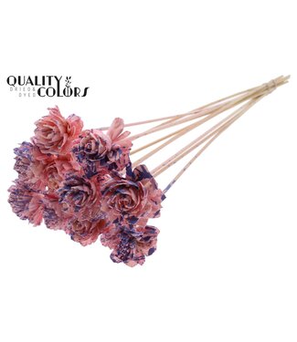 QC Shola Dhaliya 6cm on stem Splashed Pink/Milka ( x 50 )
