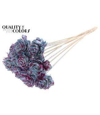 QC Shola Dhaliya 6cm on stem Splashed Light Blue/Cerise ( x 50 )