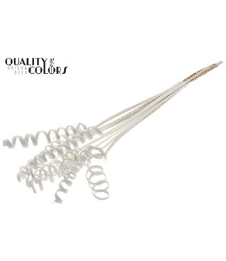 QC Cane Spring on stem Covered White | Per 50 stuks