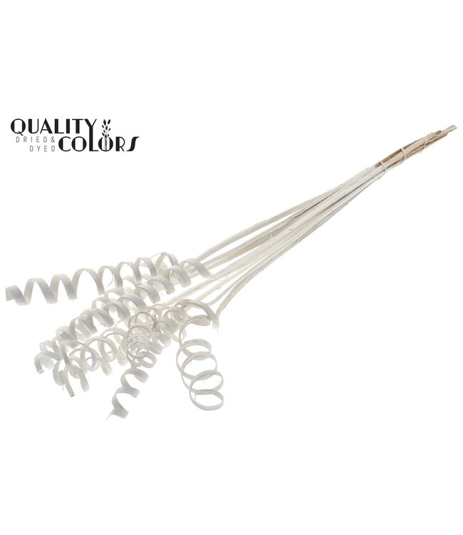 Cane Spring on stem Covered White ( x 50 )