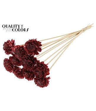 QC Shola Zinia 6cm on stem Wax Burgundy | Per 50 stuks
