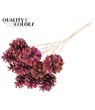 QC Pine cone 5-7cm on stem Multicolour Cerise | Per 50 stuks