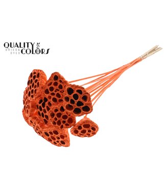 QC Lotus 5-7cm on stem Covered Orange ( x 50 )