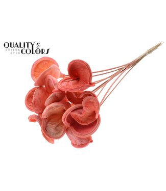QC Badam on stem Intense Coral | Per 50 stuks