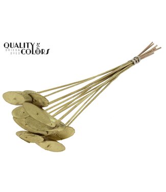 QC Wood oval Slice on stem Gold ( x 50 )